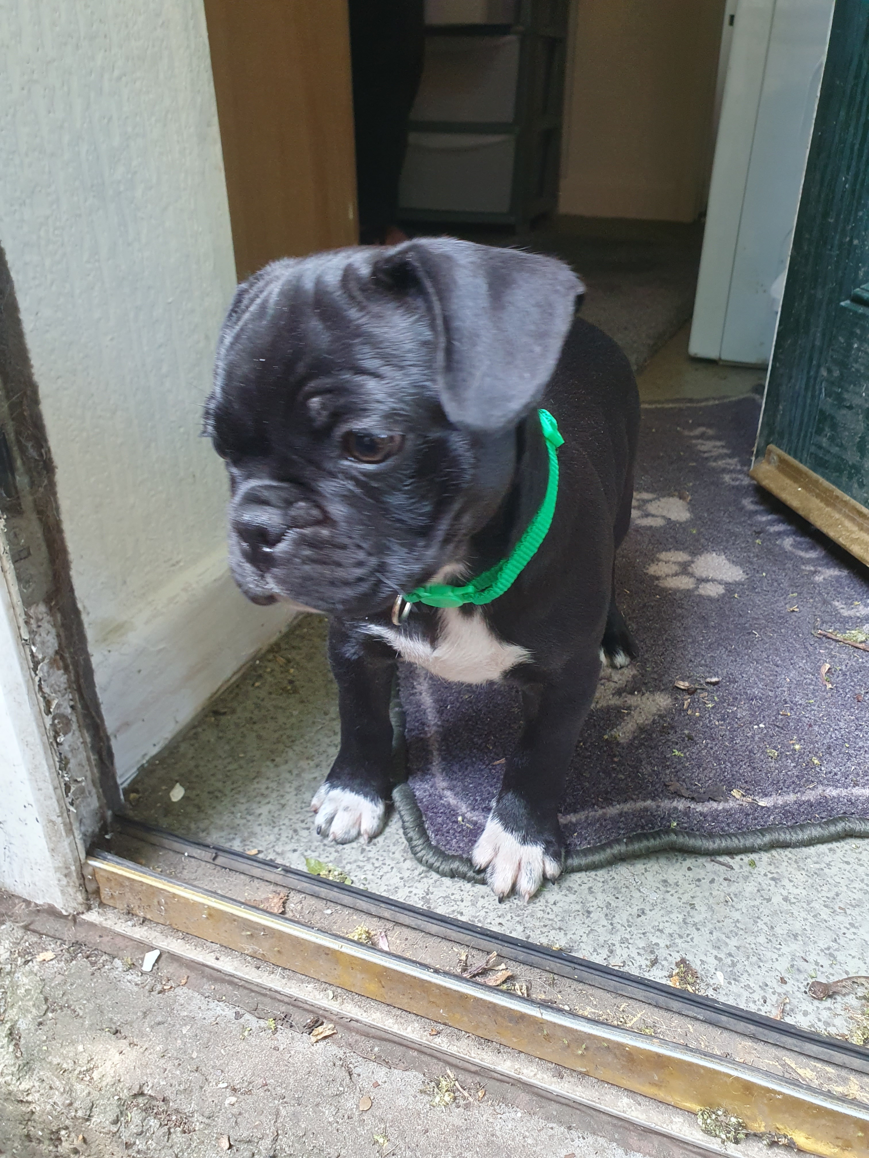 My new ugly puppy. Yet to be named